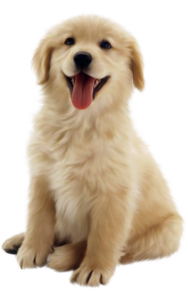 Professional mobile pet grooming service van providing convenient dog grooming at home
