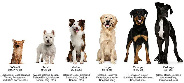 Outlet Mobile Pet Grooming Prices