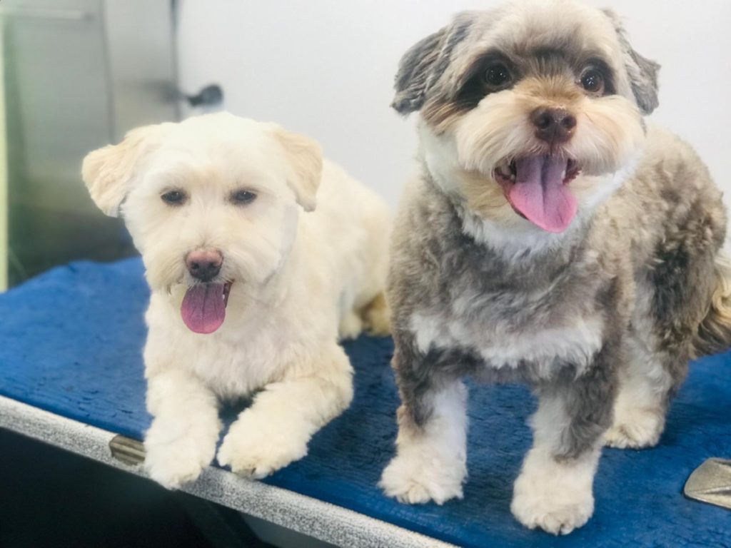 Mobile pet grooming van servicing a happy dog in California